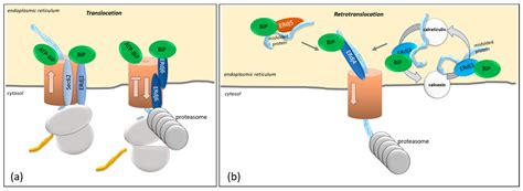 Ijms Free Full Text Regulation Of Translation Translocation And