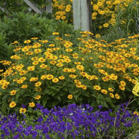 Photo Essay 19 Perennials For Clay Soil Perennial Resource