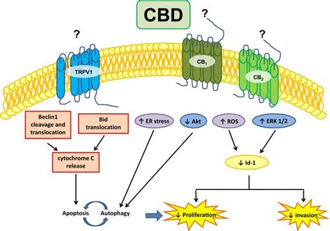 Cannabidiol And Cancer An Overview Of The Preclinical Data IntechOpen