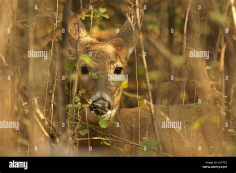 Odocoileus Virginianus Hunt Hi Res Stock Photography And Images Alamy