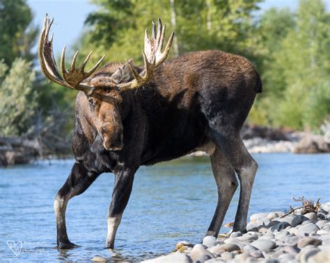 Moose in Wyoming - Tales from the Backroad