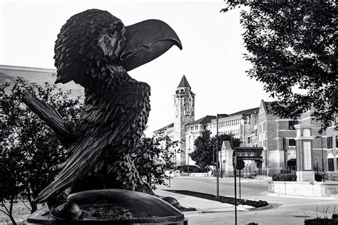 The Majestic Jayhawk - A Monochromatic Ode To The KU Iconic Mascot And ...