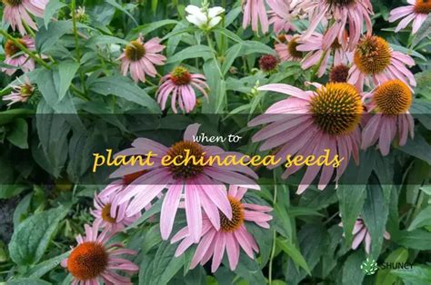 How To Time Your Planting Of Echinacea Seeds For Optimal Growth ShunCy