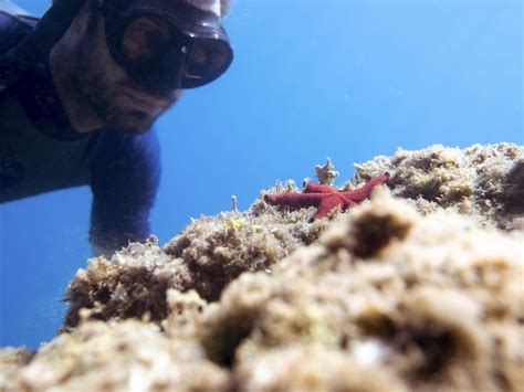 Eco Snorkeling: Discover Biodiversity in the Cinque Terre