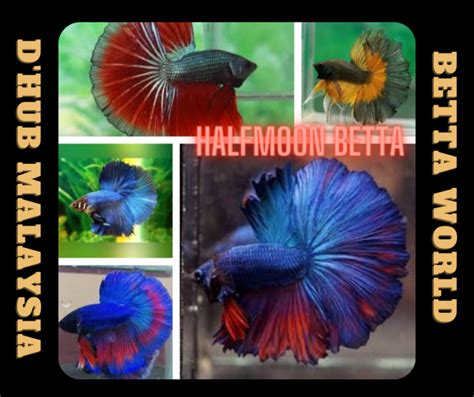 D HUB Half Moon Betta Fish Ikan Laga HM Halfmoon Assorted Random