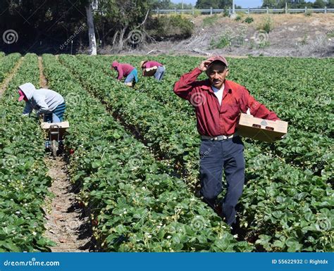 Strawberry Harvest In Central California Editorial Photography Image