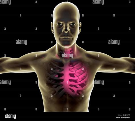 X Ray Of Human Body And Skeleton Heart Pain Stock Photo Alamy