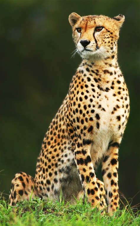 Cheeta | African cats, Exotic cats, Wild cats