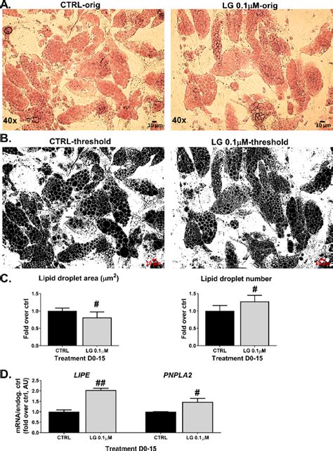 The Effect Of Lg On Lipid Droplet Morphology And Markers Of Lipolysis