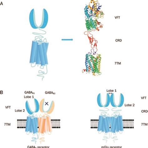 A Schematic Representation Of A Gpcr Showing The Transmembrane Domains