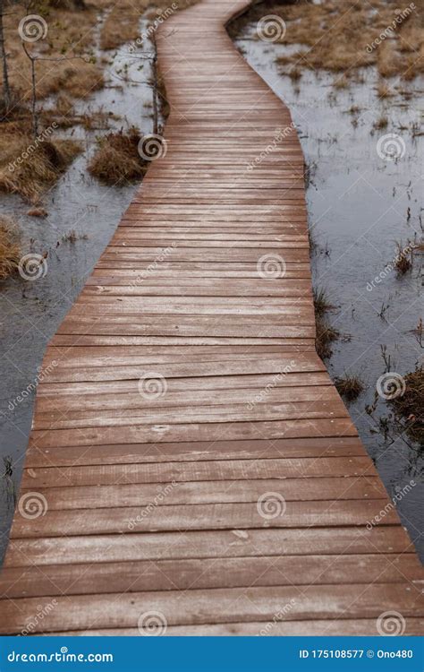 Road In The Swamp Wooden Path In The Woods Stock Image Image Of