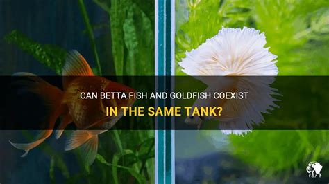 Can Betta Fish And Goldfish Coexist In The Same Tank PetShun