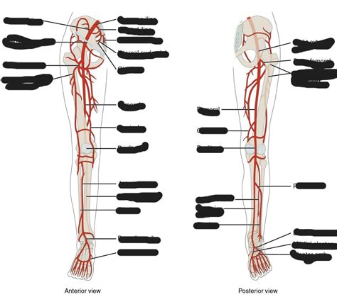 Major Arteries Serving The Lower Limbs Diagram Quizlet