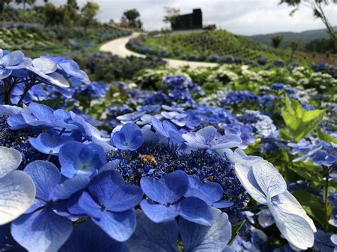 世界のあじさいまつり（更新）ジュピアランドひらた｜旅東北 東北の観光・旅行情報サイト