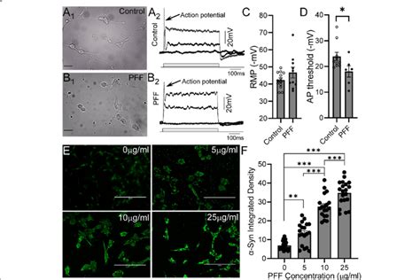 Preformed Fibrils Pffs Treatment Induced α Syn Inclusion