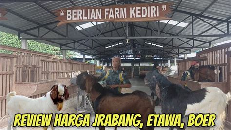 Review Harga Kambing Boer Etawa Jrabang Domba Dorper Harga Timbangan