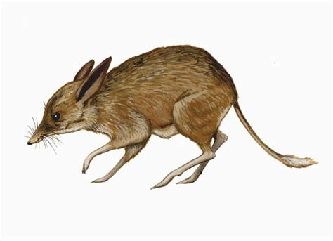 Pig Footed Bandicoot Alchetron The Free Social Encyclopedia