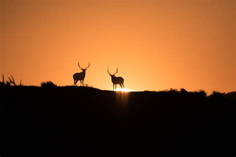 Save California's Tule Elk | Turtle Island Restoration Network