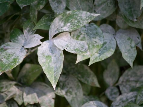 Causes And Treatments For Powdery Mildew On Peonies