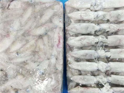 Loligo Spp Frozen Squid China Seafood Chengsen Aquatic Seafoods Co