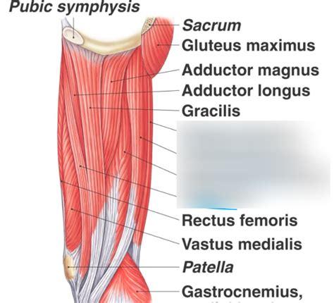 Flexors of knee Diagram | Quizlet