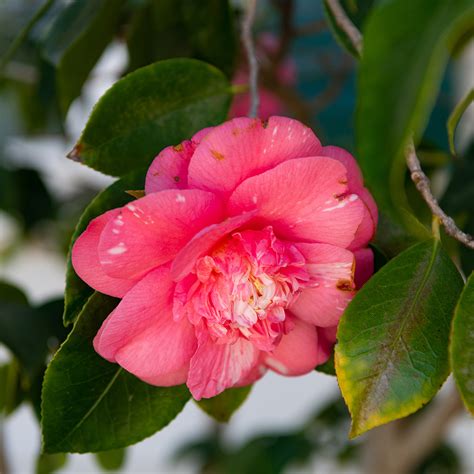 4 Steps To Nurturing Eternal Blooms: Mastering The Art Of Camellia Plant Care