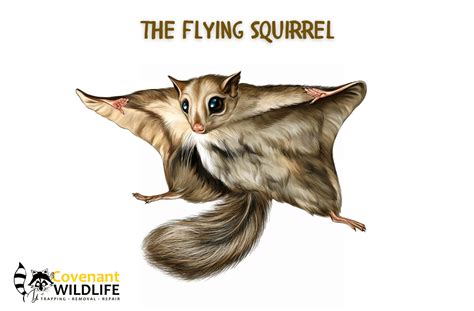 Flying Squirrel Pet