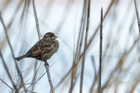 Dsc A Passer Domesticus Viktor Honti Flickr