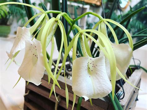 Brassavola Nodosa Orchid Care 7 Essential Tips