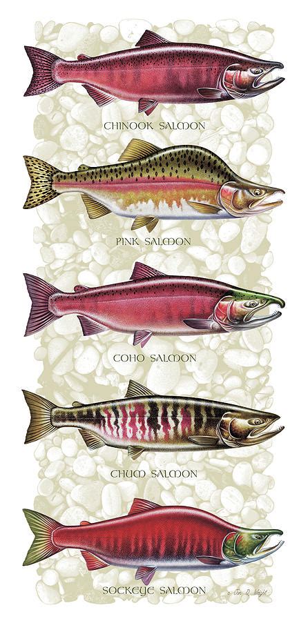 Five Salmon Species Painting by JQ Licensing - Pixels