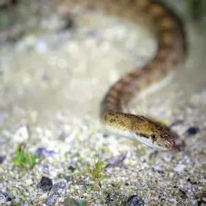 Glossy Snake - Facts, Diet, Habitat & Pictures on Animalia.bio