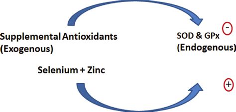 The Opposing Activity Of Supplemental Antioxidants And Selenium And