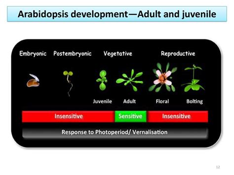 Long And Short Day Control Of Flowering Time In Arabidopsis Ppt Download