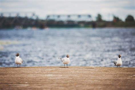 Three Seagulls Sit On A Wooden Pier Stock Image Image Of Vacation