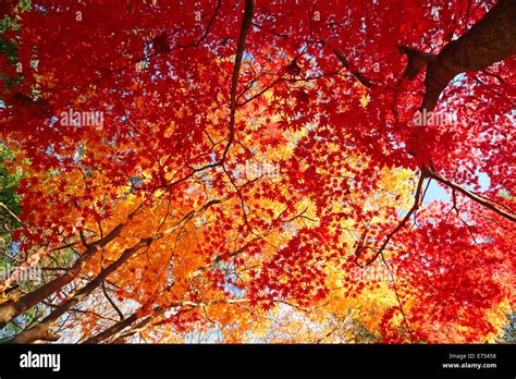 Autumn leaves in Japan Stock Photo - Alamy