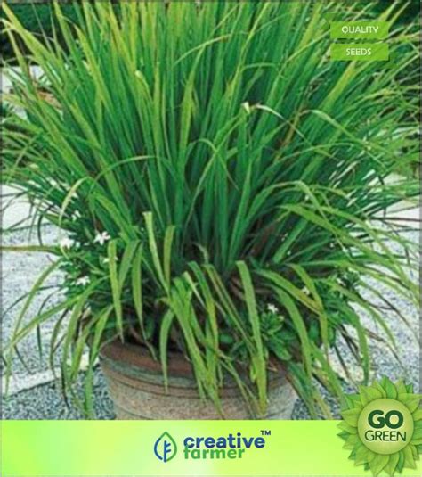 Creative Farmer Lemon Grass Citronella Grass Seed Price In India Buy Creative Farmer Lemon