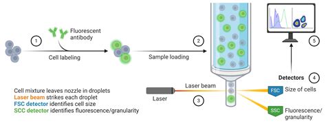 Flow Cytometry - Basics, Data Interpretation & Antibody Choice