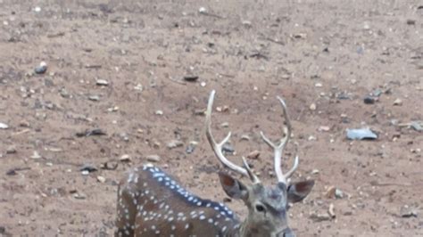 Mysore Zoo Photos-NativePlanet