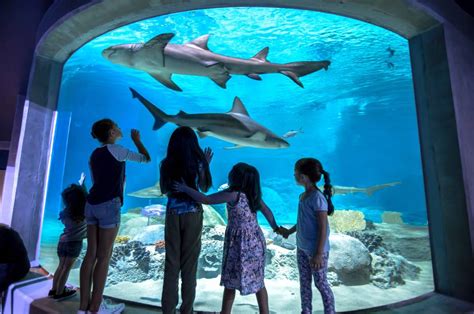 OdySea Aquarium | Scottsdale, AZ 85256