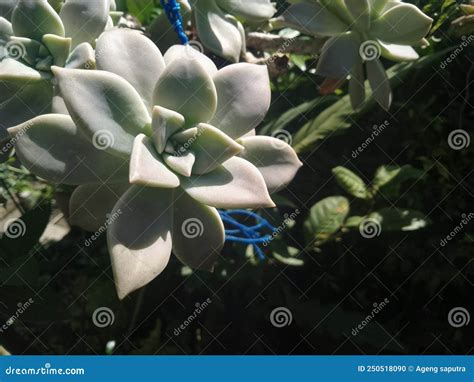 Graptopetalum Paraguayense Fllower Stock Photo Image Of Graptopetalum