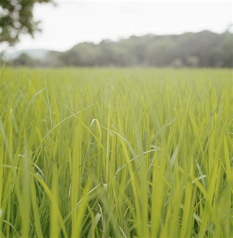 Close Up Of Tall Blades Of Grass Photograph By Laurie Castelli