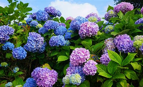 Helping Hydrangeas Flourish Adams Fairacre Farms