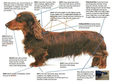 94 best Mini Longhaired Dachshunds images on Pinterest | Sausages ...