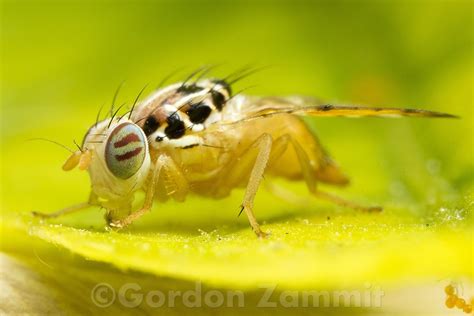 Wild Plants Of Malta And Gozo Ceratitis Capitata Mediterranean Fruit Fly