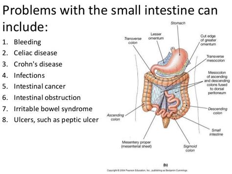 Small intestine (1)