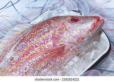 14 Pargo Rojo Images, Stock Photos & Vectors | Shutterstock