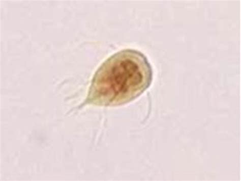 Giardia Lamblia 400x