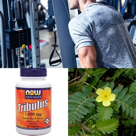 Tribulus terrestris para qué sirve beneficios peligros y efectos