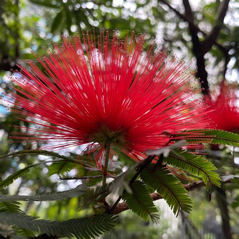 Albizia Julibrissin Rouge De Tuili Re Arbre Soie Aux Fleurs Rouges