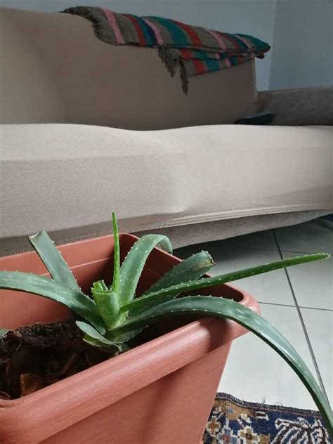 L Aloe Vera E I Suoi Prodigi Salviamo Madre Terra